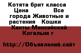 Котята брит класса › Цена ­ 20 000 - Все города Животные и растения » Кошки   . Ханты-Мансийский,Когалым г.